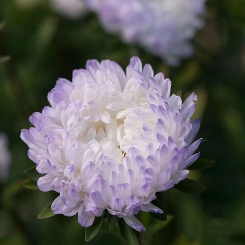 翠菊穴盘苗盆栽公爵夫人好养花量大阳台庭院花园切花植物满18包邮 - 图0
