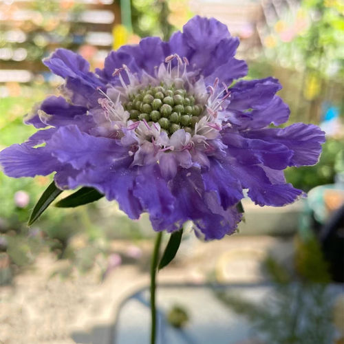 蓝盆花穴盘苗高加索系列阳台庭院花园盆栽植物耐寒多年生18元包邮 - 图3