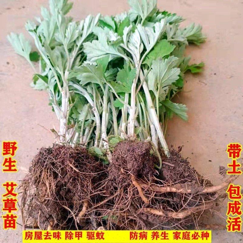 野生小叶艾叶苗盆栽艾草苗盆栽食用艾蒿苗盆栽地栽可驱蚊-图1