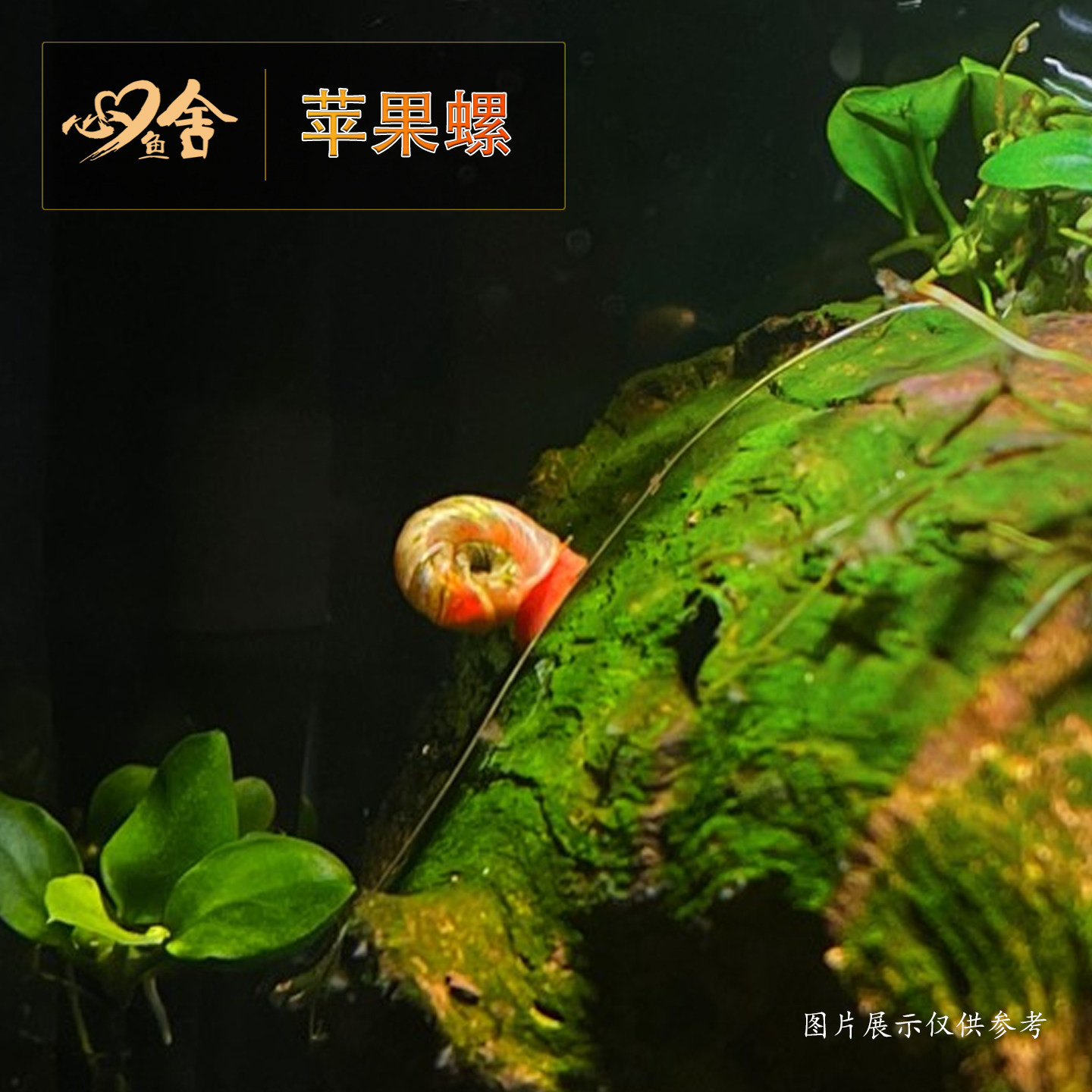 苹果螺活体观赏螺淡水螺类宠物新手最爱鱼缸清洁除藻螺苹果螺饲料,淘宝优惠券,粉丝福利购,淘宝优惠卷