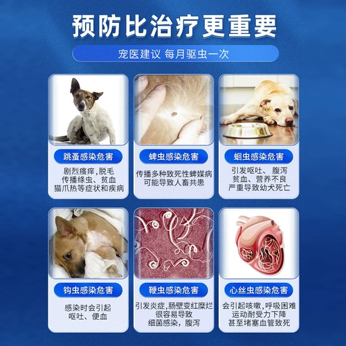 Супер доверенное тело собаки и вне тела и вне тела плюшевых домашних животных в теле и за пределами тела всех собак, используемых в теле