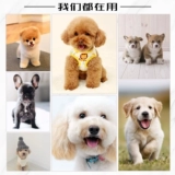 Кошачья собака алюмидазола таблет