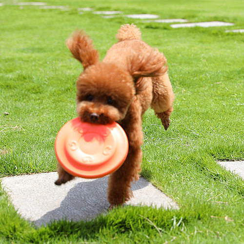 飞盘狗专用飞盘狗狗玩具耐咬户外训狗飞碟宠物边牧小型犬幼犬小狗 - 图3