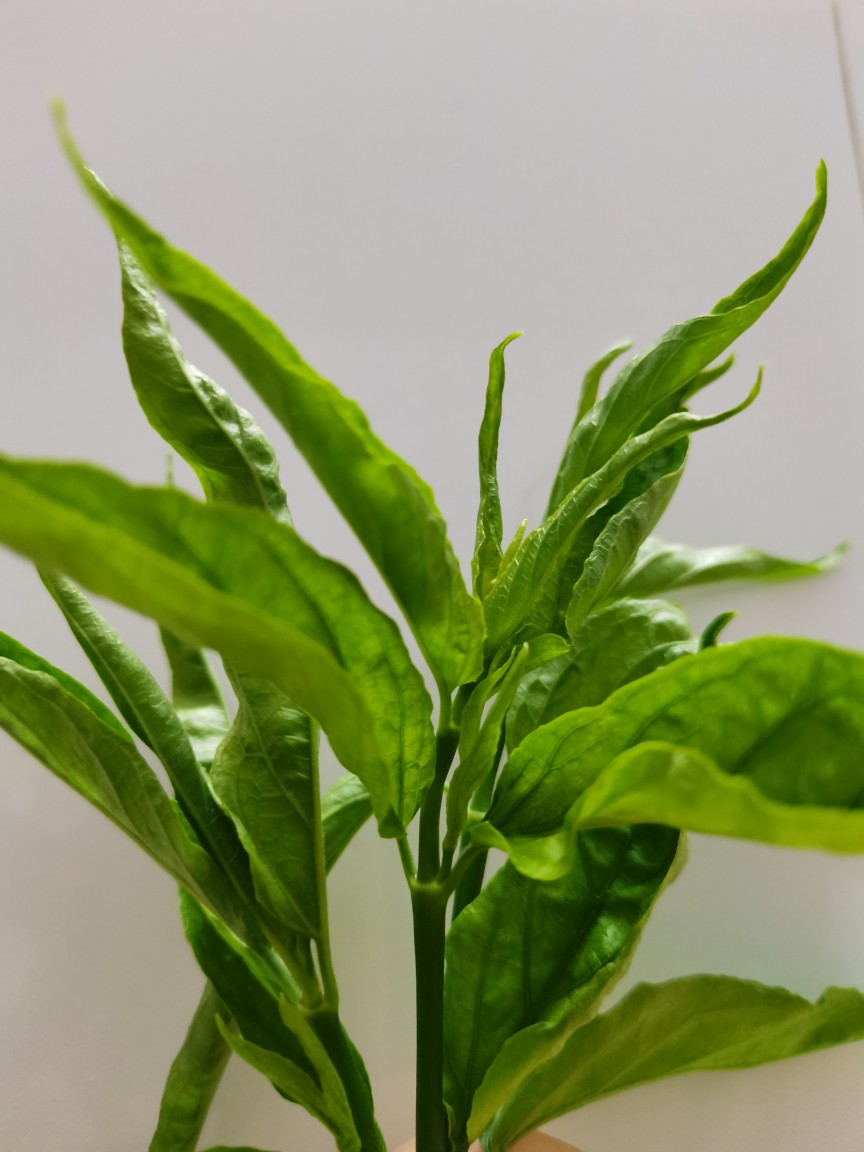 现摘纯种忧遁草鲜叶新鲜鳄嘴花纯野生黎王草小尖叶新鲜优盾草鲜叶 - 图2