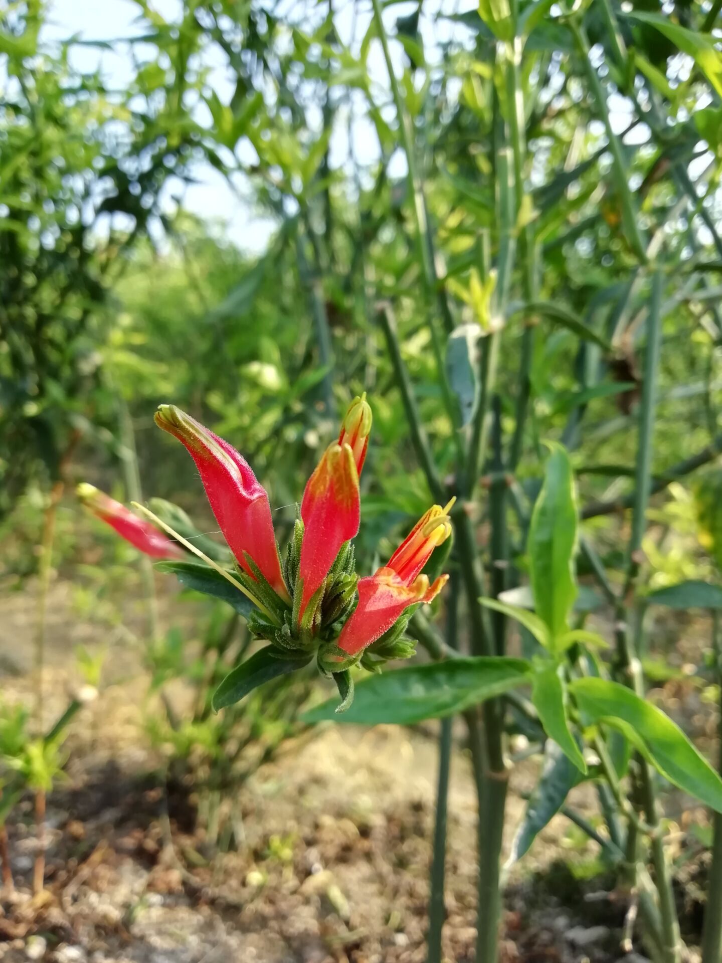 大自然忧遁草干叶纯野生忧顿草忧遁草茶优遁草粉剂鳄嘴花黎王草茶 - 图2