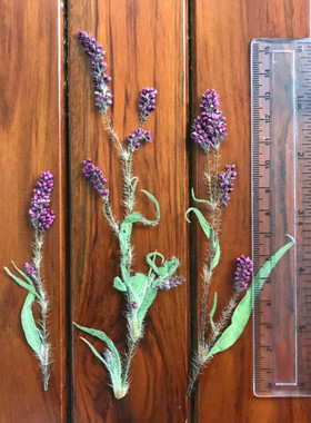 辣蓼花 diy手工制作植物标本押花贺卡书签压花画框干花蜡烛花材