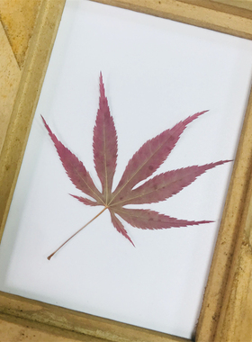 diy手工植物标本枫叶画日本红枫