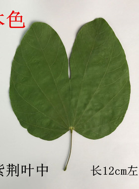 树叶押花画天然标本diy压花装饰