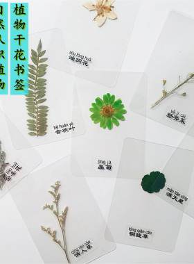 干花书签标本塑封植物学生手工