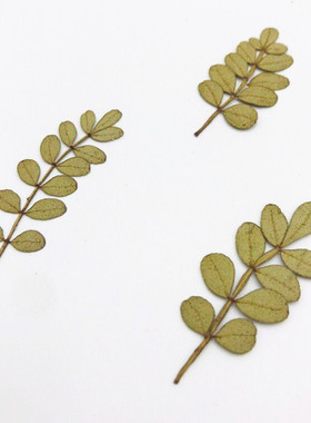 手工儿童干花diy压花标本