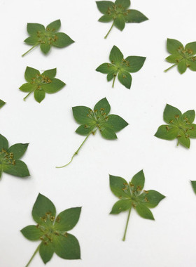 兔耳草叶上押花画滴胶手机壳diy