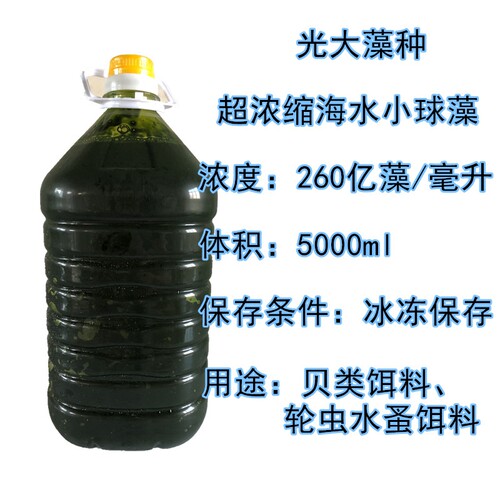 浓缩小球藻海水小球藻轮虫水蚤贝类石斑鱼开口饵料营养强化剂冰冻 - 图0