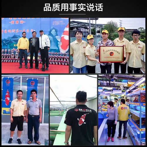 海豚锦鲤鱼饲料专用鱼食色扬增康增体育成胚芽锦鲤下沉不浑水鱼粮 - 图2