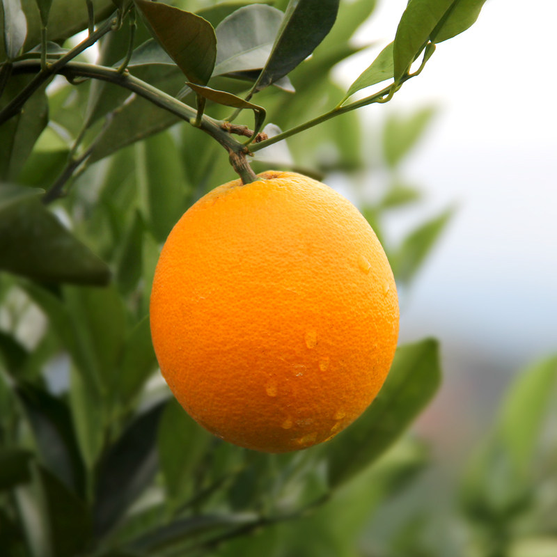 现摘正宗赣南脐橙赣州产地直发江西10斤装当季孕妇新鲜水果橙子20,淘宝优惠券,粉丝福利购,淘宝优惠卷