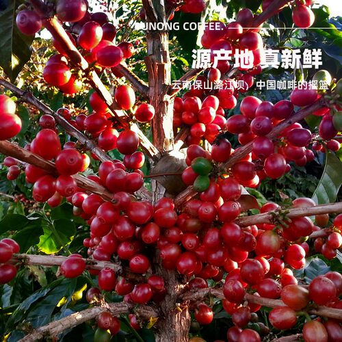 咖啡苗咖啡树瑰夏铁皮卡云南小粒咖啡鲜果盆栽庭院园林树苗 - 图0