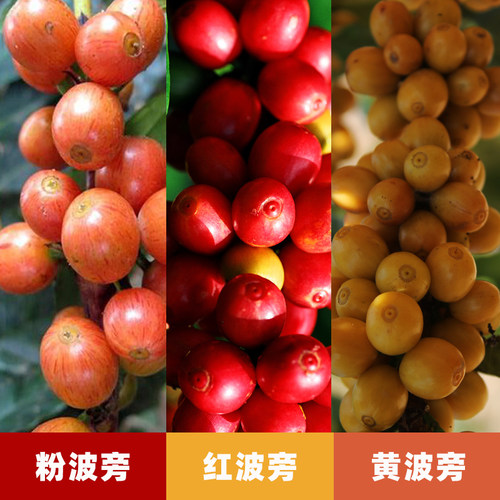 咖啡苗咖啡树瑰夏铁皮卡云南小粒咖啡鲜果盆栽庭院园林树苗 - 图1