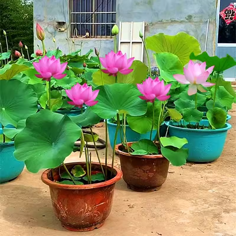 莲藕种根苗荷花苗盆栽水养莲花大型食用池塘观赏睡莲水培碗莲种藕 - 图2