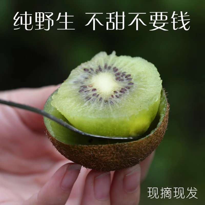 孕妇水果野生猕猴桃新鲜包邮秦岭野生小猕猴桃迷猴应季泡酒弥猴桃 - 图2