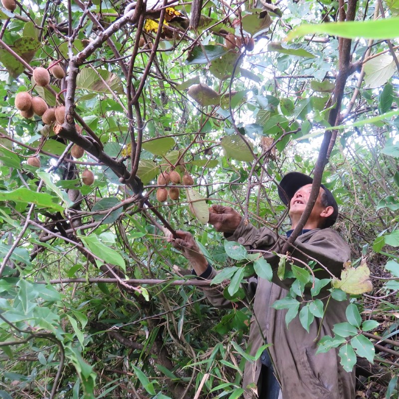 孕妇水果野生猕猴桃新鲜包邮秦岭野生小猕猴桃迷猴应季泡酒弥猴桃 - 图3