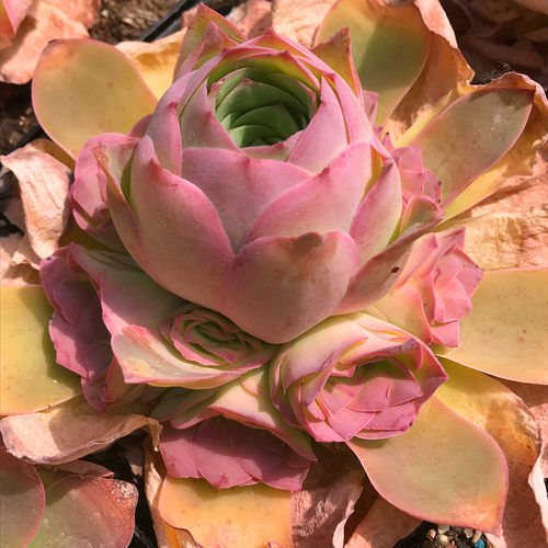 一物一拍黄金帕尔马山地玫瑰多肉植物粉红山地稀有物种 - 图1