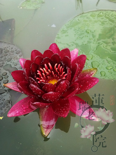 进口名贵稀有花卉精品耐寒香水睡莲带花苞苗黑红色--盆栽--黑公主 - 图2