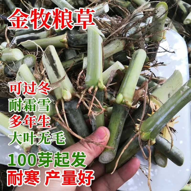 金牧粮草1号高产耐寒新鲜牧草种鸡鸭牛羊用饲料耐高温四季常青 - 图2