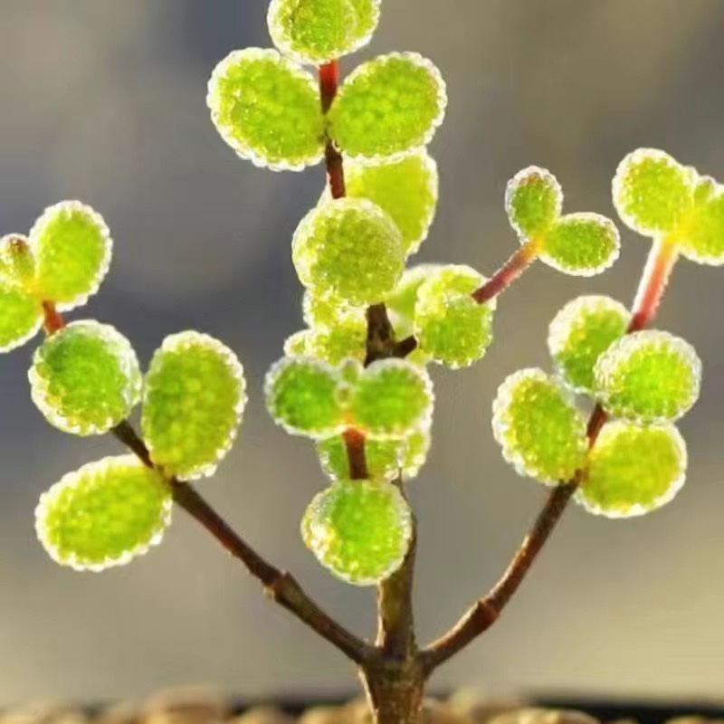 密叶糖球枝干番杏多肉植物室内稀有花卉小盆栽群生老桩糖果高档 - 图2