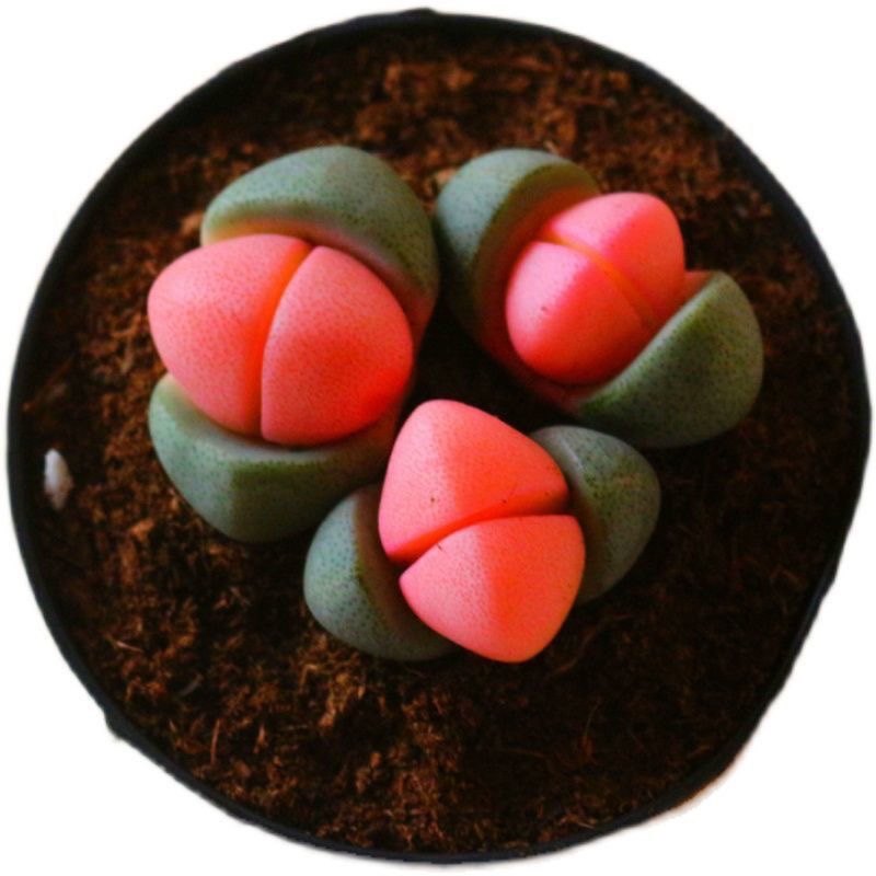 新品元宝番杏科粉色植物多肉稀有品种办公室盆栽阳台绿植,淘宝优惠券,粉丝福利购,淘宝优惠卷