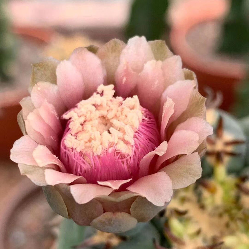 实生猫爪天平仙人球裸萼球属可爱萝卜根植物小盆栽控养,淘宝优惠券,粉丝福利购,淘宝优惠卷