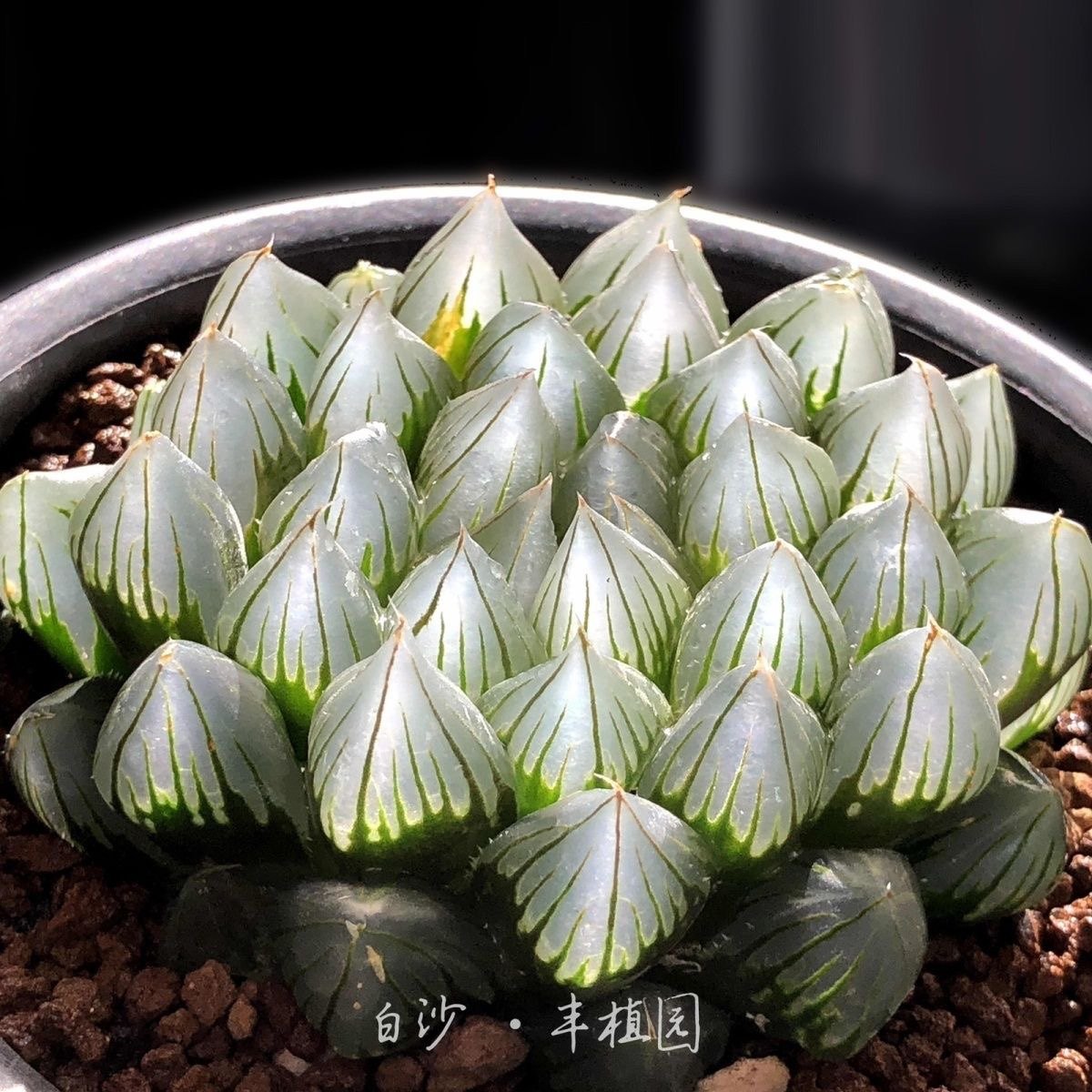 黑肌玉露包邮多肉植物盆栽四季易养办公桌阳台清新绿植趣味礼物,淘宝优惠券,粉丝福利购,淘宝优惠卷