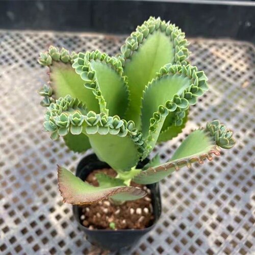 蕾丝公主不死鸟多肉植物非常好养稀有品种绿植桌面盆栽花卉 - 图1