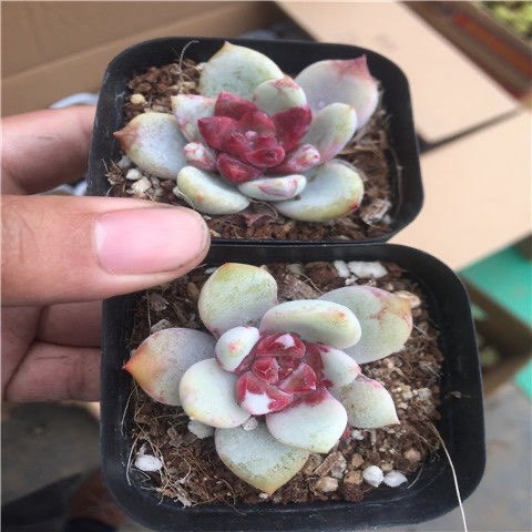 贵货韩国进口糖心雪天使巨型多肉状态好5-7cm糖心明显,淘宝优惠券,粉丝福利购,淘宝优惠卷