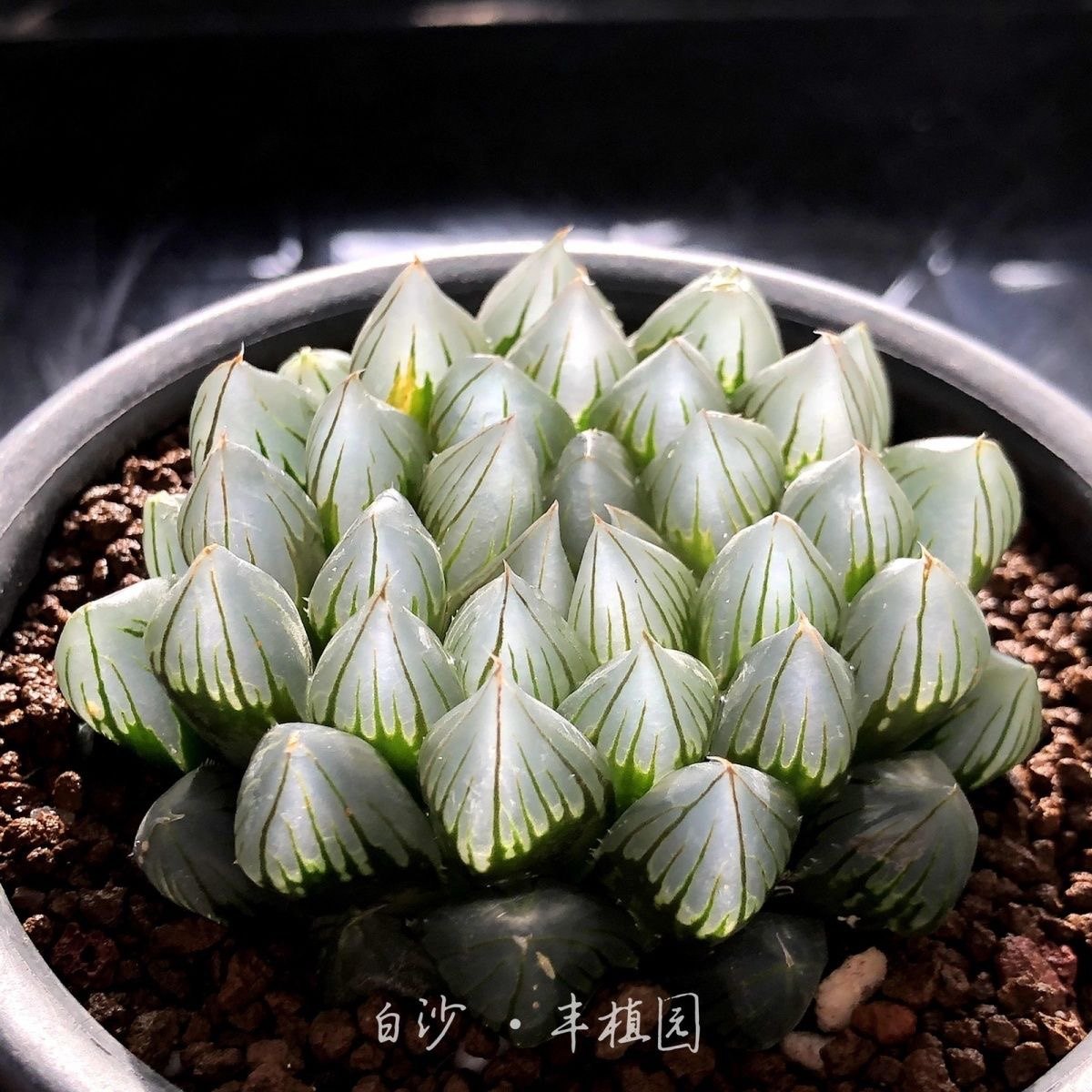 黑肌玉露包邮多肉植物盆栽四季易养办公桌阳台清新绿植趣味礼物,淘宝优惠券,粉丝福利购,淘宝优惠卷