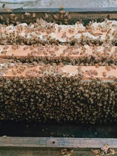 带王蜂群笼蜂中蜂蜂中蜂蜂群蜜蜂群活体种蜂王蜂王产卵新蜂王包邮