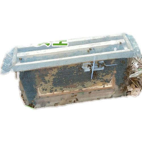 中蜂蜂群带王蜜蜂活体养殖带子脾阿坝中蜂带蜂箱中华土蜂出售笼蜂-图1