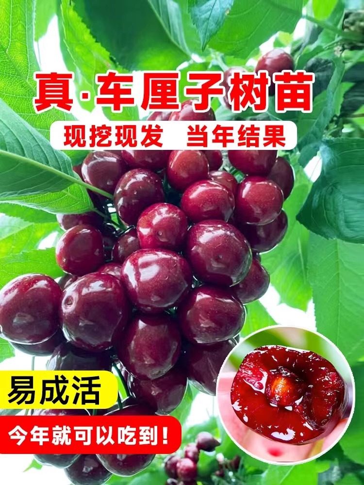 双季矮化种植树苗车厘子特大樱桃当年盆栽地栽南方北方结果种植苗,淘宝优惠券,粉丝福利购,淘宝优惠卷