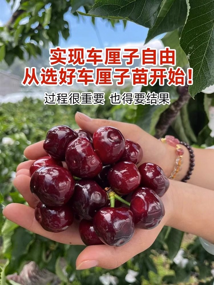 双季矮化种植树苗车厘子特大樱桃当年盆栽地栽南方北方结果种植苗,淘宝优惠券,粉丝福利购,淘宝优惠卷