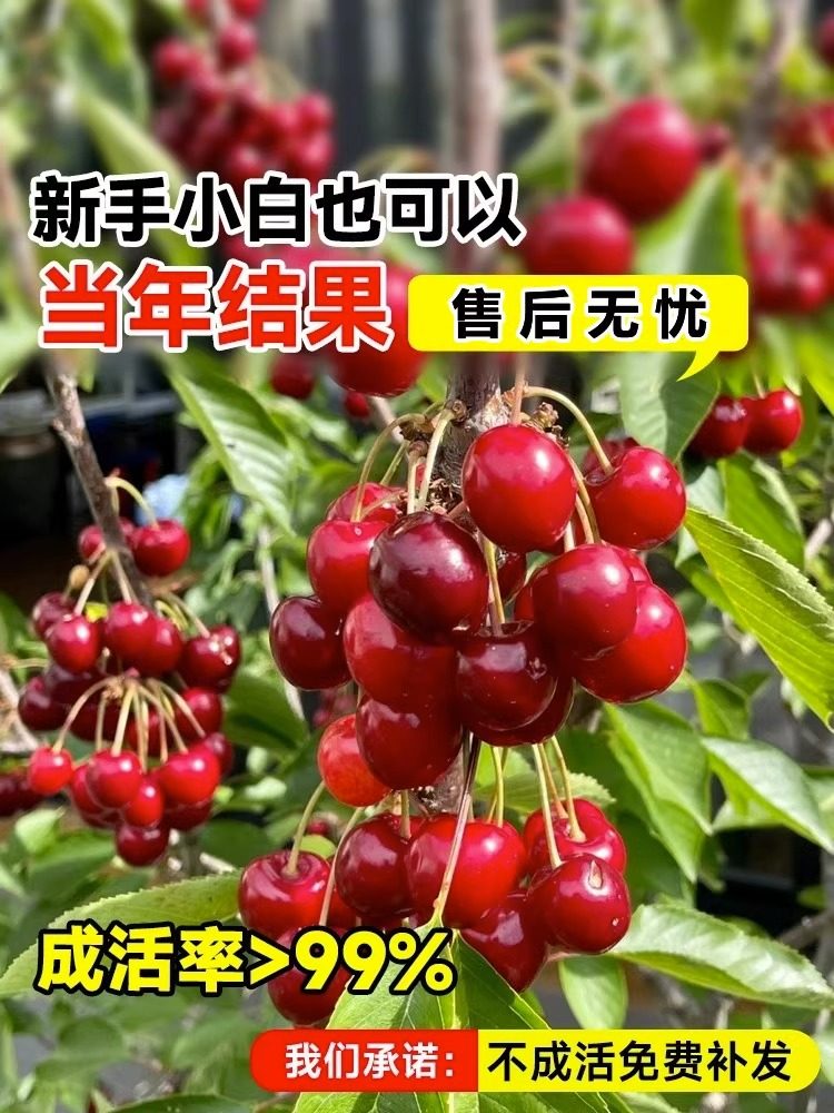 双季矮化种植树苗车厘子特大樱桃当年盆栽地栽南方北方结果种植苗,淘宝优惠券,粉丝福利购,淘宝优惠卷
