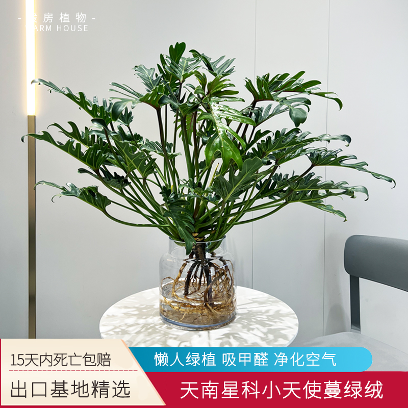 暖房植物天南星科蔓绿绒小天使水培植物室内养绿植盆栽龙鳞仙春羽-图0