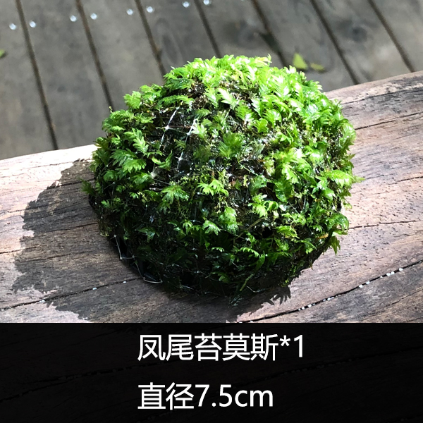 生态瓶辣椒蟹微景观水生陆生莫斯苔藓植物创意玻璃懒人植螃蟹缸-图1