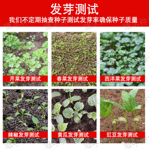 广东甜菜心种子四季油菜心青菜籽耐热大田农家阳台盆栽蔬菜种孑子 - 图0