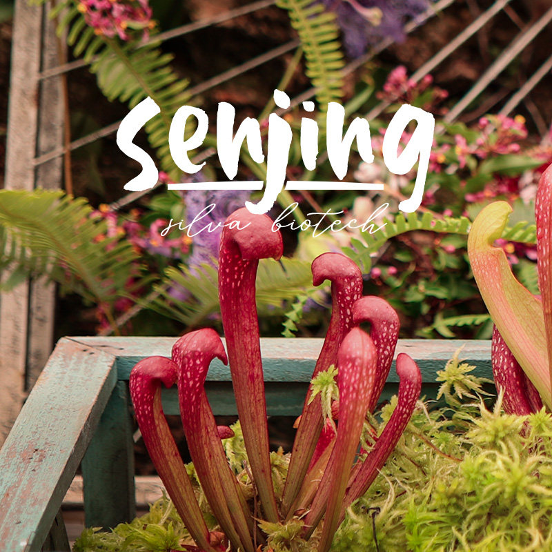 九尾瓶子草/皮实好养耐涝抗病/新手推荐食虫植物观叶绿植奇趣盆栽,淘宝优惠券,粉丝福利购,淘宝优惠卷