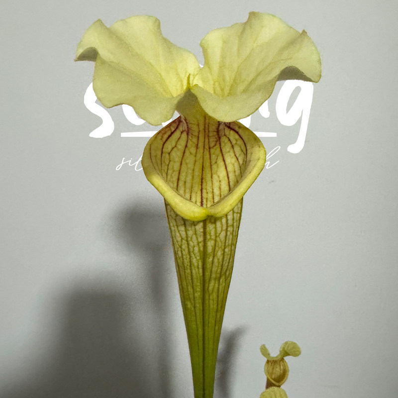 柠檬奶盖/莫尔5号瓶子草森镜自育低光时偏黄出状态很靓的莫尔系列,淘宝优惠券,粉丝福利购,淘宝优惠卷