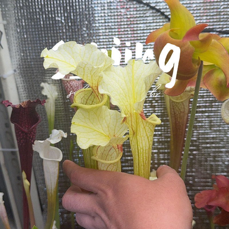 柠檬奶盖/莫尔5号瓶子草森镜自育低光时偏黄出状态很靓的莫尔系列,淘宝优惠券,粉丝福利购,淘宝优惠卷