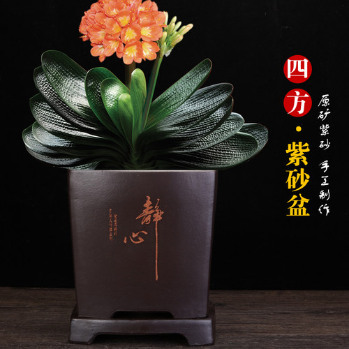 宜兴紫砂君子兰专用四方长方手工透气养根绿植桌面陶瓷盆景兰花盆 - 图0