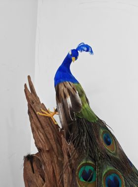 仿真孔雀摆件工艺品家居客厅装饰品婚庆摄影道具不带木桩65厘米