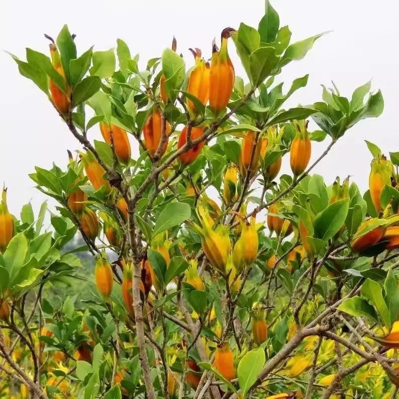 江西野生新鲜栀子花草茶上色栀子茶卤肉料香料小黄栀子泡水药栀子,淘宝优惠券,粉丝福利购,淘宝优惠卷