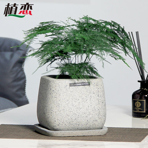 小文竹盆栽文竹盆景绿植花卉净化空气植物喜阴观叶客厅室内办公桌 - 图0