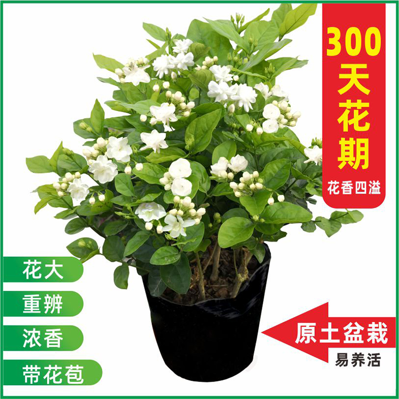 横县重瓣茉莉花苗白茉莉盆栽盆景四季绿植花卉老桩树桩根植物室内