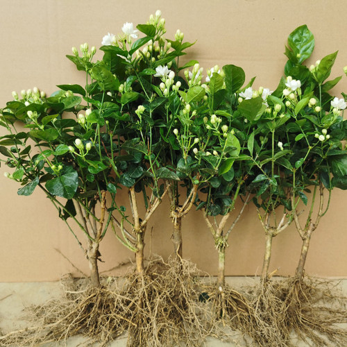广西横县重瓣茉莉花苗白茉莉盆栽盆景四季绿植花卉老桩树桩根植物 - 图1